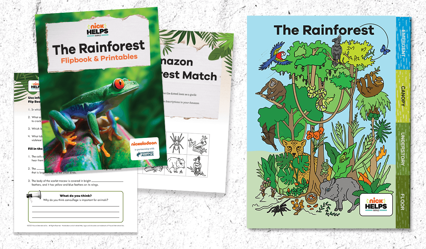 Learn About the Rainforest